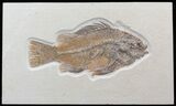 Large Priscacara Serrata Fossil Fish - Wyoming #44540-1